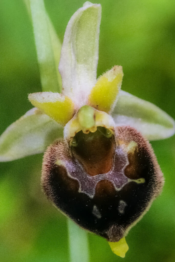O. venerabilis 2021-05-06 - 002 - Karel C.A.J. Kreutz