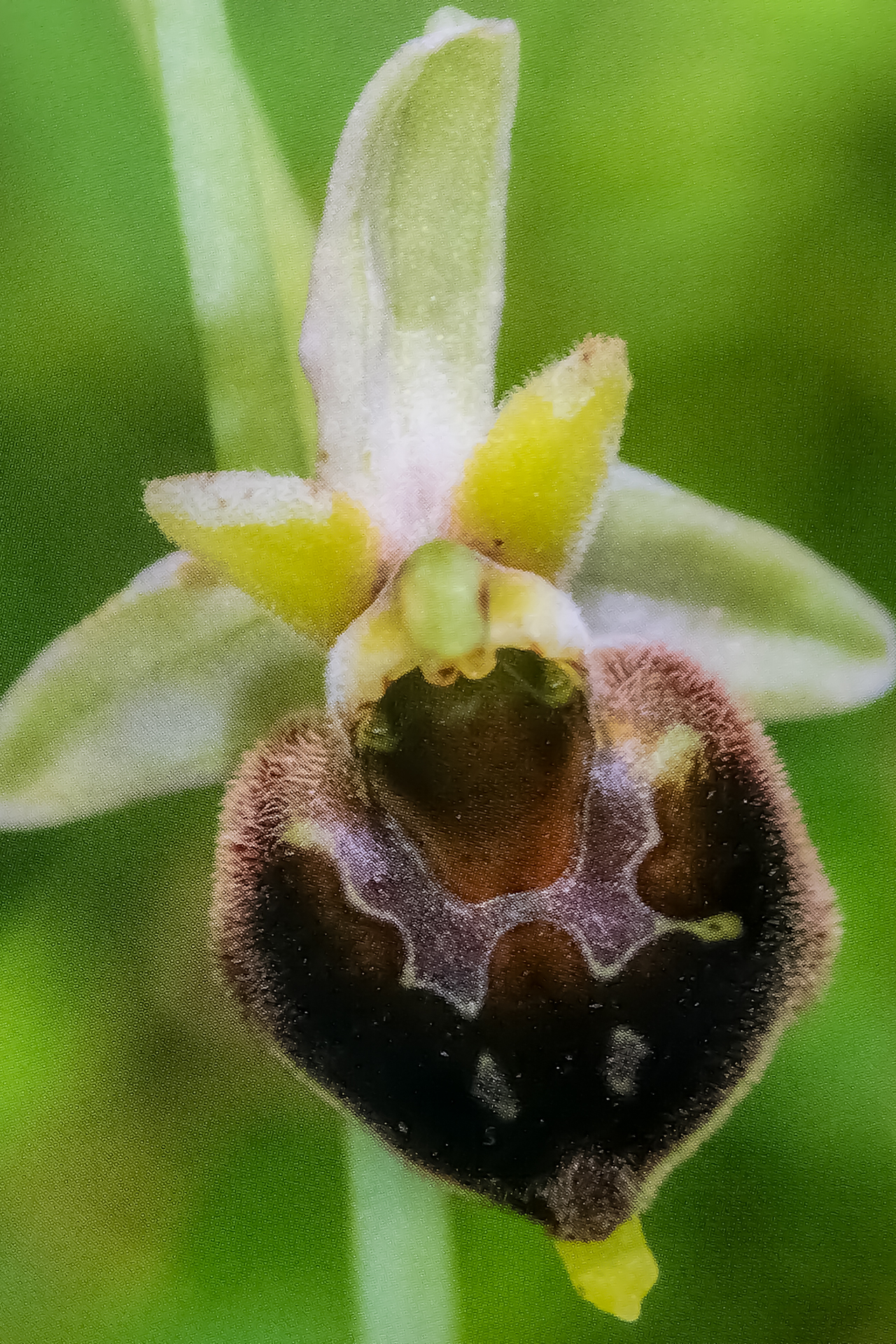 O. venerabilis 2021-05-06 - 002 - Karel C.A.J. Kreutz