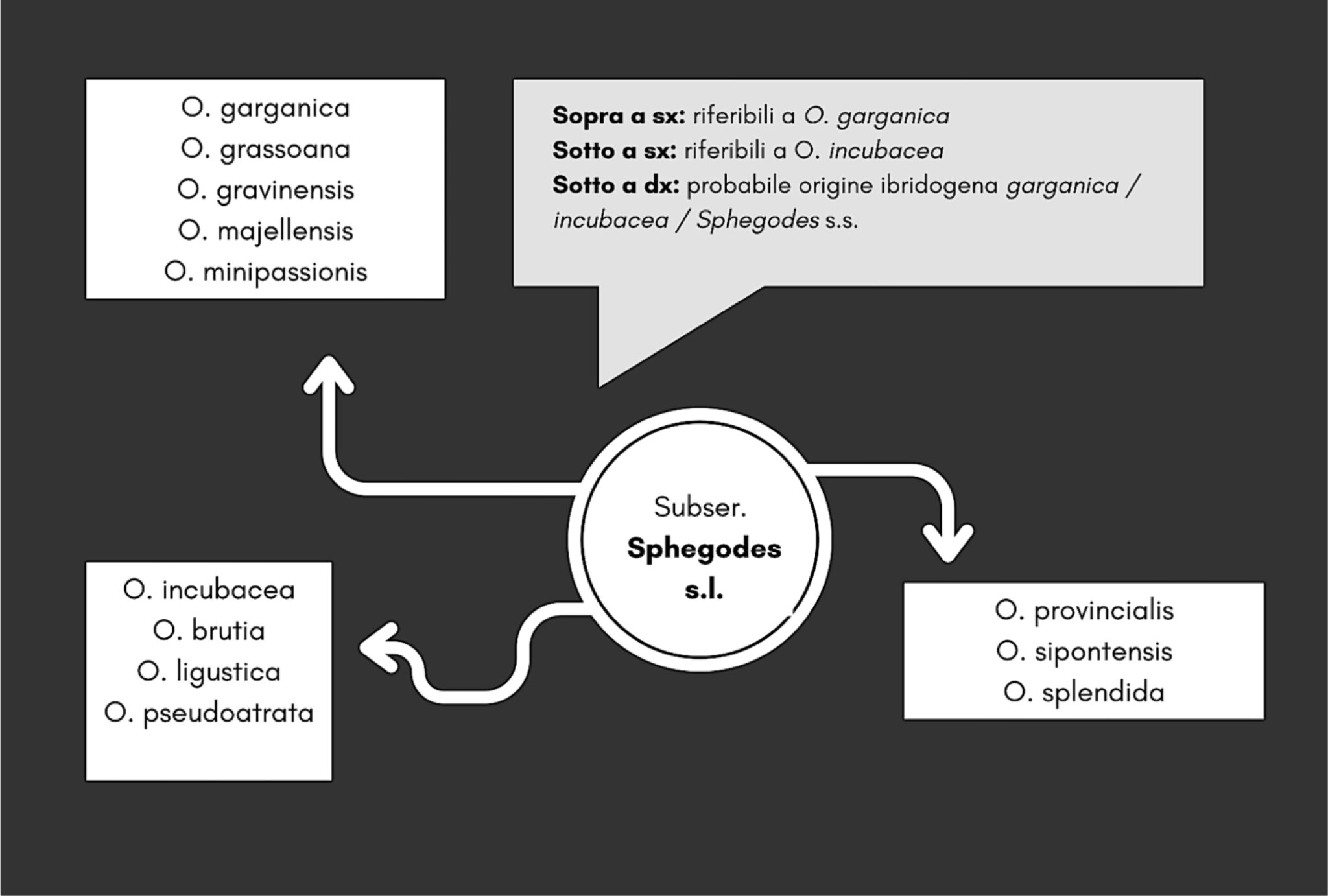 Schema classificazione subserie Sphegodes s.l. (sensu lato)