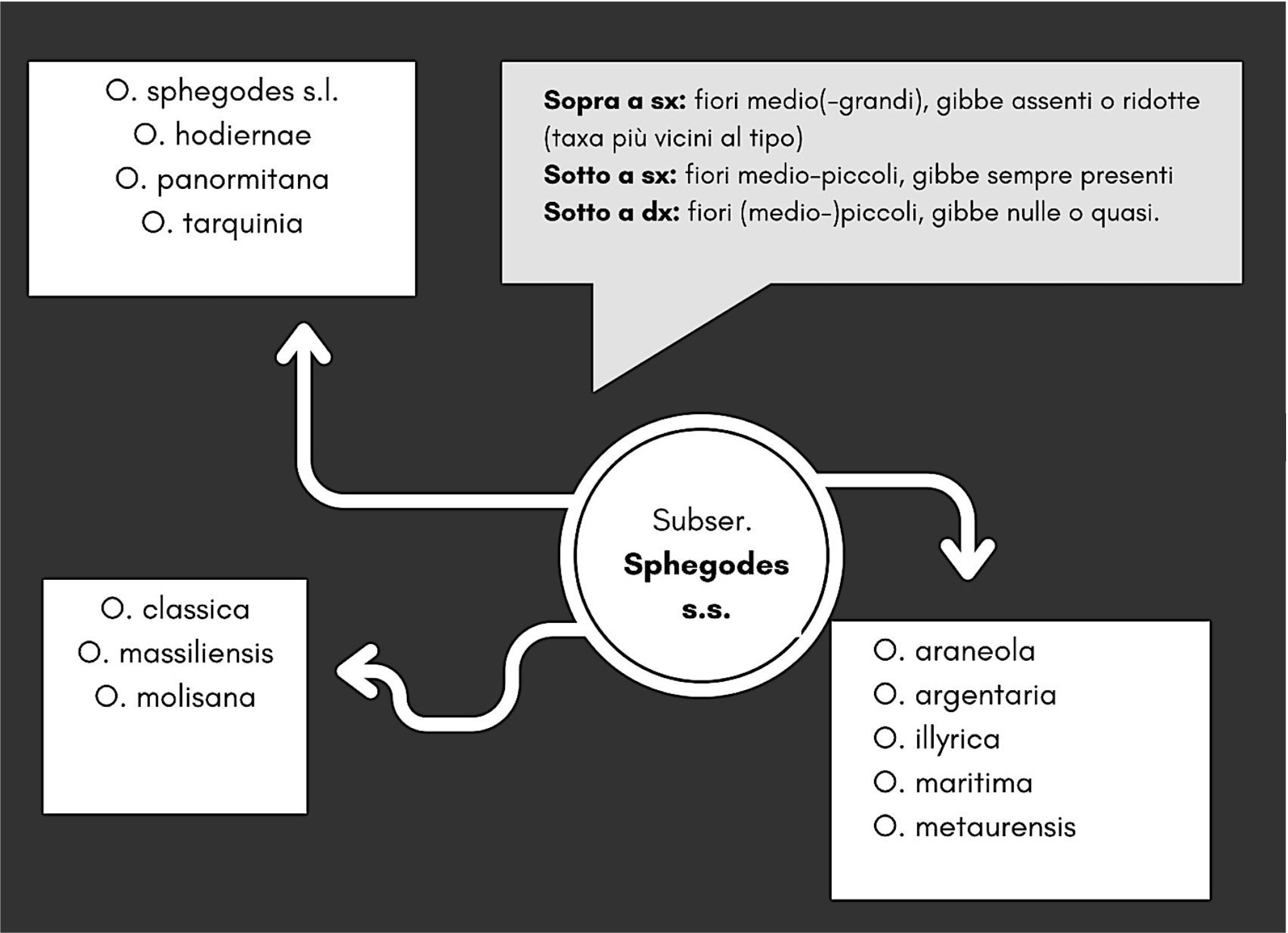 Schema classificazione subserie Sphegodes s.s. (sensu stricto)