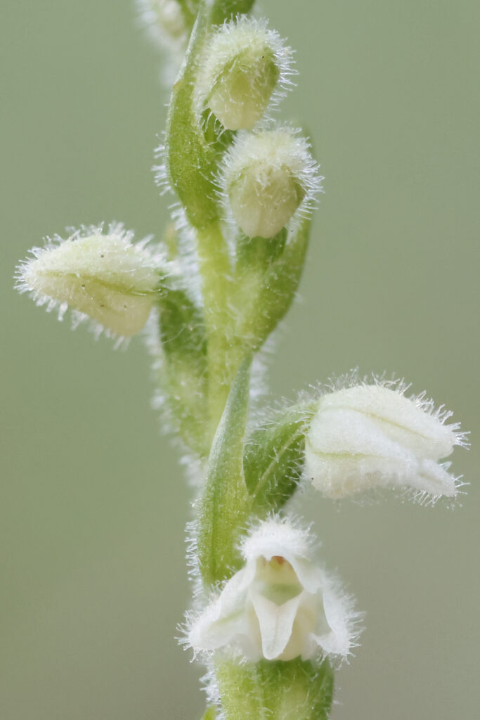G. repens 2025-07-22 - Y0A6871 - Franco Benigni - AP