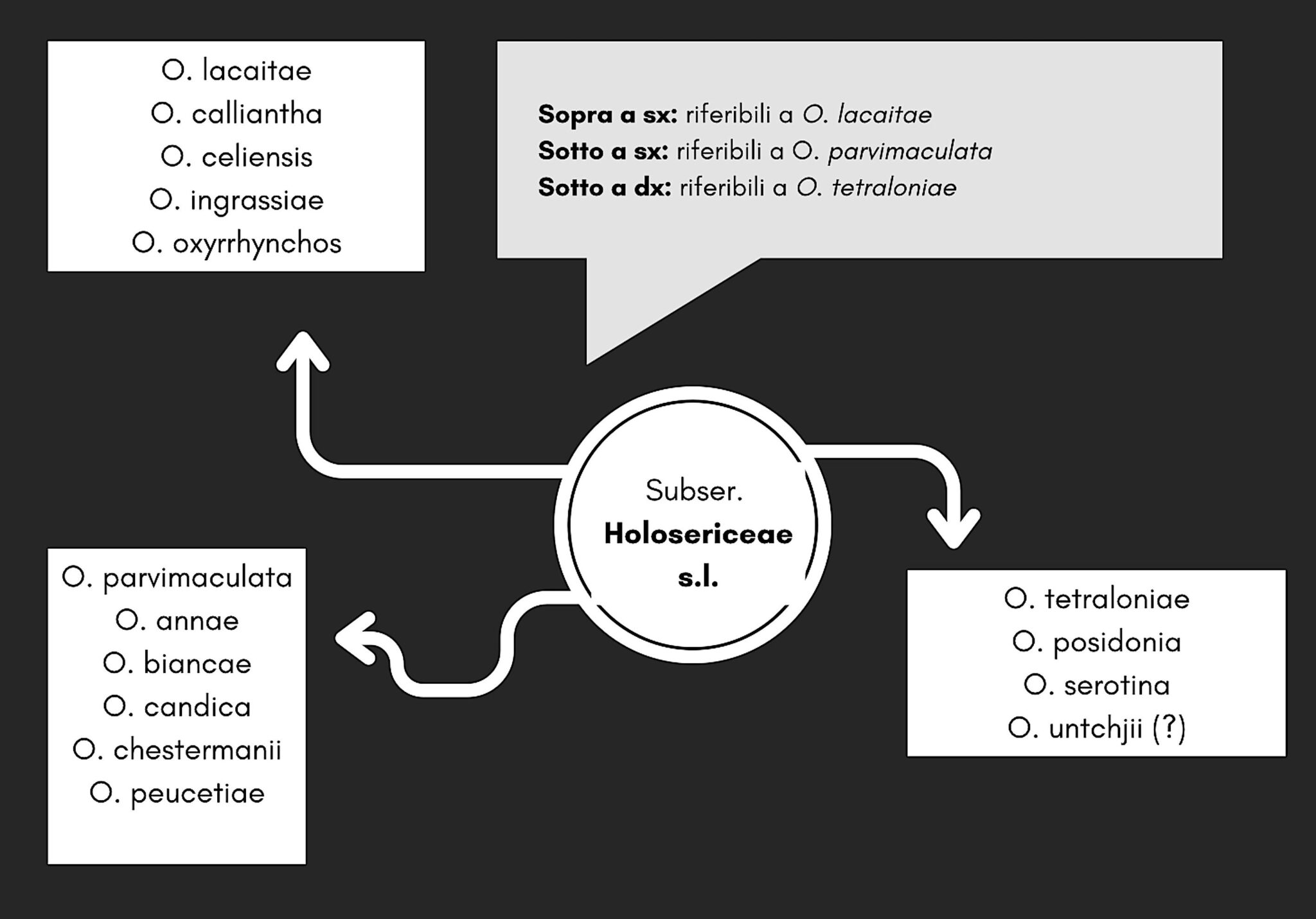 Schema classificazione subserie Holosericeae s.l. (sensu lato)
