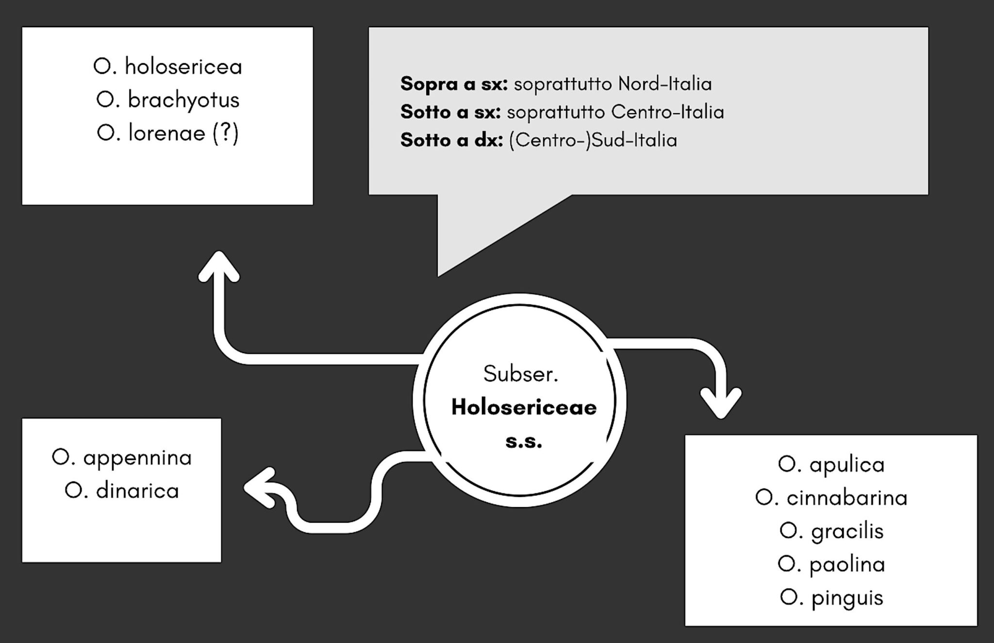 Schema classificazione subserie Holosericeae s.s. (sensu stricto)