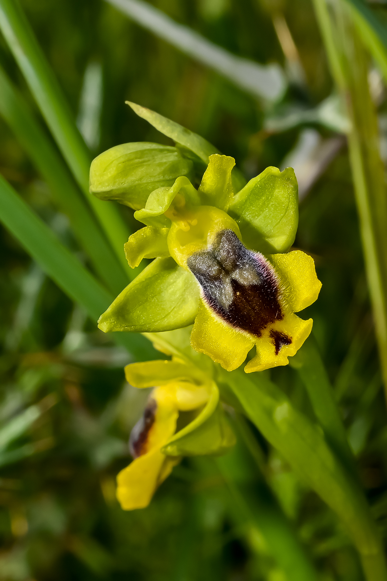 O. phryganae 2021-04-25 - DSC_3757 - Febo Lumare - LE