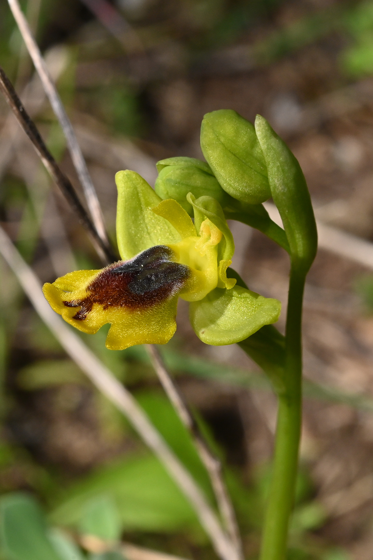 O. phryganae 2025-03-27 - DSC_3233 - Febo Lumare - LE