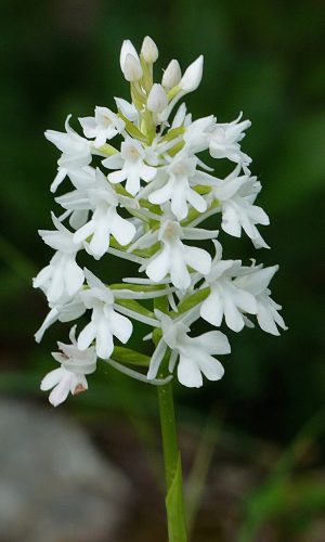 Esemplare albiflora Reg. VENETO Prov. Vicenza 15-05-2020