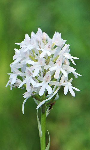 Esemplare albiflora Reg. VENETO Prov. Vicenza 04-06-2021