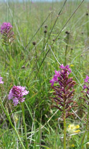 A. berica in frutto e A. pyramidalis a inizio antesi A. berica in frutto e A. pyramidalis a inizio antesi Reg. VENETO Prov. Vicenza 01-06-2014