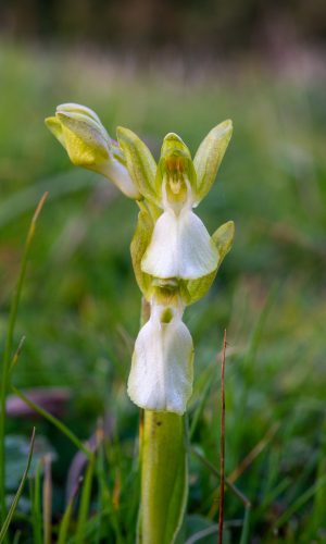 Esemplare albiflora Reg. SARDEGNA Prov. Oristano 15-02-2020