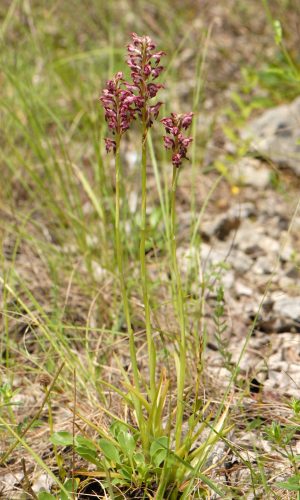 Reg. VENETO Prov. Vicenza 28-05-2020