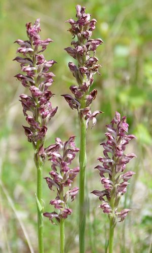 Reg. VENETO Prov. Vicenza 28-05-2020