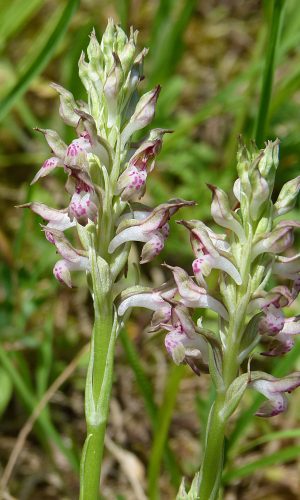 Reg. VENETO Prov. Vicenza 28-05-2020