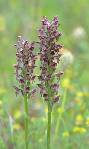 Reg. VENETO Prov. Vicenza 17-06-2021