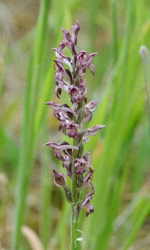 Reg. VENETO Prov. Vicenza 17-06-2021