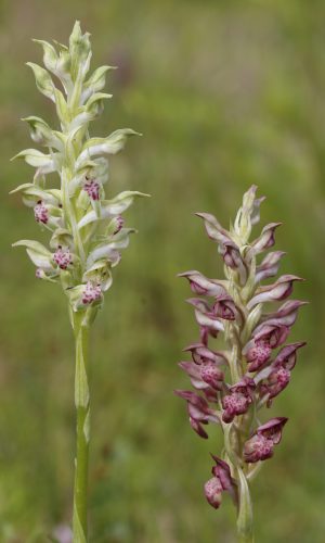 Reg. VENETO Prov. Verona 25-05-2024