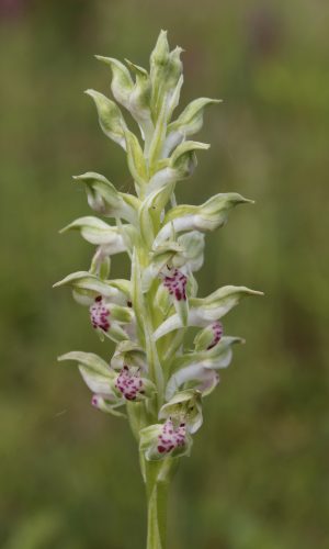 Reg. VENETO Prov. Verona 25-05-2024