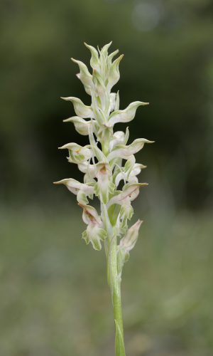 Esemplare albiflora Reg. SARDEGNA Prov. Oristano 06-06-2015