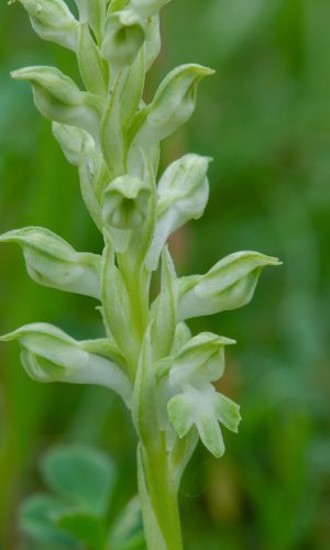 Esemplare albiflora Reg. LIGURIA Prov. Savona 16-05-2021
