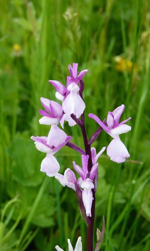 a fiori rosa Reg. SARDEGNA Prov. Oristano 24-04-2014