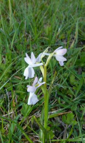 Esemplare albiflora Reg. SARDEGNA Prov. Sassari 29-04-2014