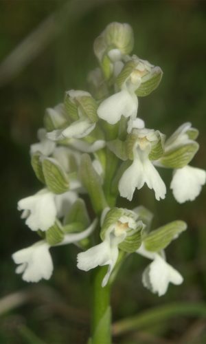 f. alba Reg. PUGLIA Prov. Bari 31-03-2012