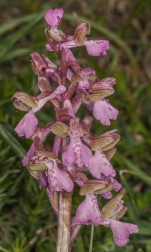 f. rosea Reg. MARCHE Prov. Pesaro e Urbino 30-04-2012