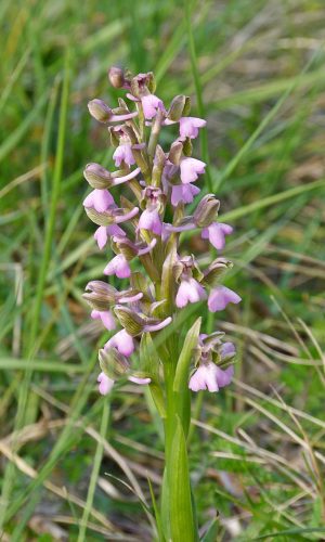 f. rosea Reg. VENETO Prov. Vicenza 12-04-2015