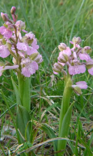 f. rosea Reg. VENETO Prov. Vicenza 12-04-2015