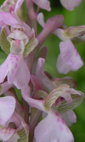 f. rosea Reg. CAMPANIA Prov. Salerno 03-05-2016