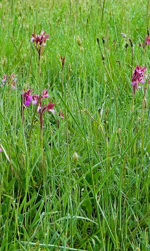 Reg. SARDEGNA Prov. Oristano 24-04-2014