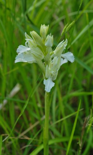Esemplare albiflora Reg. LIGURIA Prov. Savona 07-05-2009