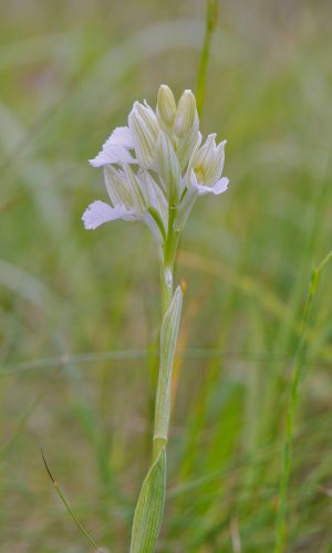 Esemplare albiflora Reg. LIGURIA Prov. Savona 10-05-2010