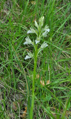 Esemplare albiflora Reg. LIGURIA Prov. Savona 06-05-2011