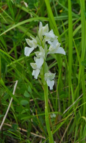 Esemplare albiflora Reg. LIGURIA Prov. Savona 12-05-2012