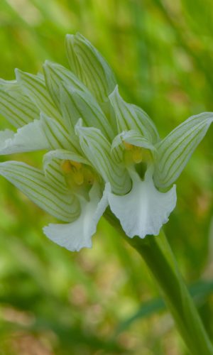 Esemplare albiflora Reg. LIGURIA Prov. Savona 02-05-2013
