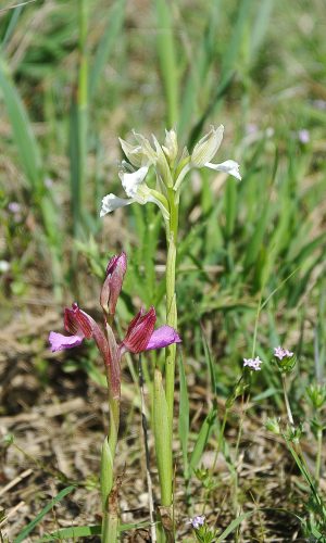 Esemplare albiflora Reg. VENETO Prov. Vicenza 04-05-2021