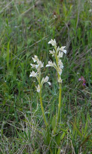 Esemplari albiflora Reg. VENETO Prov. Vicenza 10-05-2019