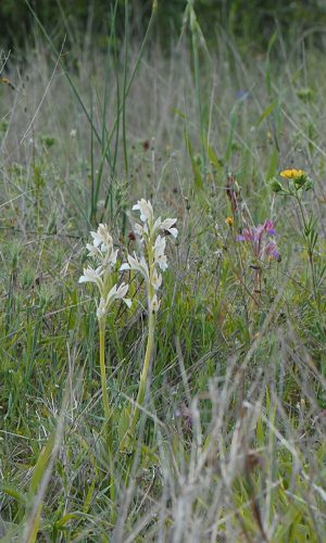 Esemplari albiflora Reg. VENETO Prov. Vicenza 10-05-2019