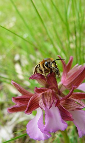 var, rubra Reg. SARDEGNA Prov. Oristano 21-04-2012