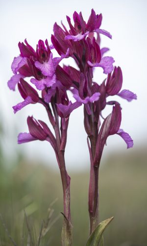 var. vexillifera Reg. SARDEGNA Prov. Oristano 10-04-2021