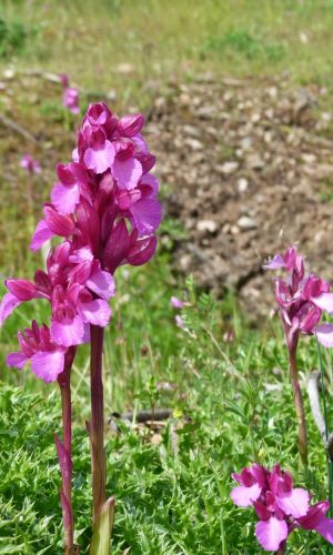 var, vexillifera Reg. SARDEGNA Prov. Oristano 20-04-2014