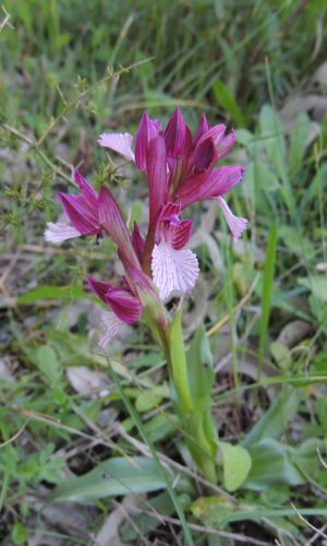 var. vexillifera Reg. SARDEGNA Prov. Nuoro 18-03-2013