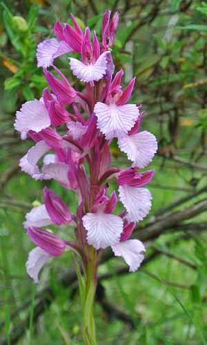 var, vexillifera Reg. SARDEGNA Prov. Sud Sardegna 22-04-2014