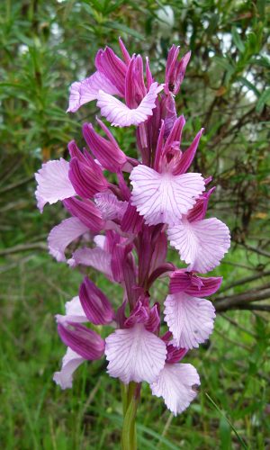 var, vexillifera Reg. SARDEGNA Prov. Sud Sardegna 22-04-2014