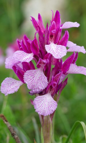 var. vexillifera Reg. SARDEGNA Prov. Oristano 06-04-2016