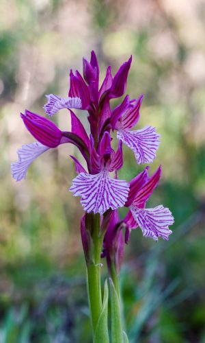 var. vexillifera Reg. SARDEGNA Prov. Cagliari 09-03-2019