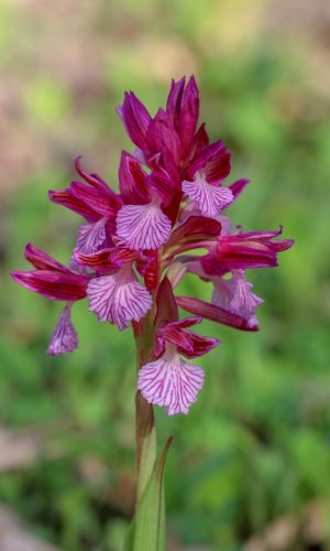 var. vexillifera Reg. SARDEGNA Prov. Sud Sardegna 13-03-2019