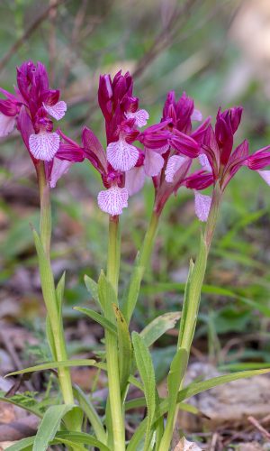 var. vexillifera Reg. SARDEGNA Prov. Sud Sardegna 13-03-2019