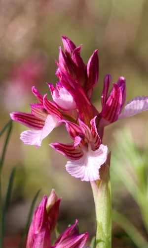var. vexillifera Reg. SARDEGNA Prov. Sud Sardegna 13-03-2019