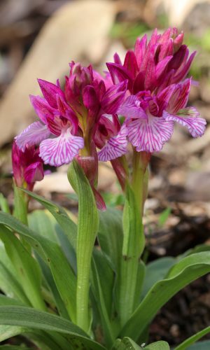 var. vexillifera Reg. SARDEGNA Prov. Sud Sardegna 13-03-2019